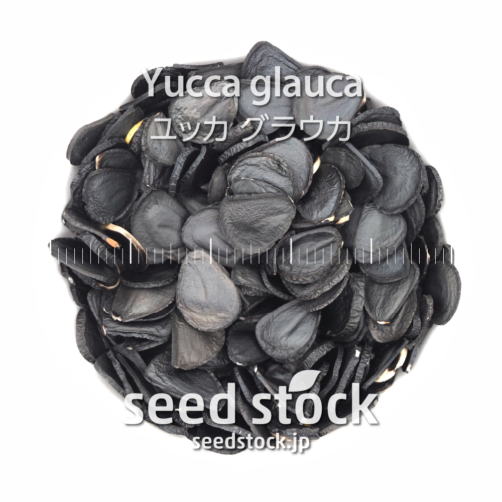 同梱不可】 ユッカの種子 グラウカ Yucca glauca sarozambia.com