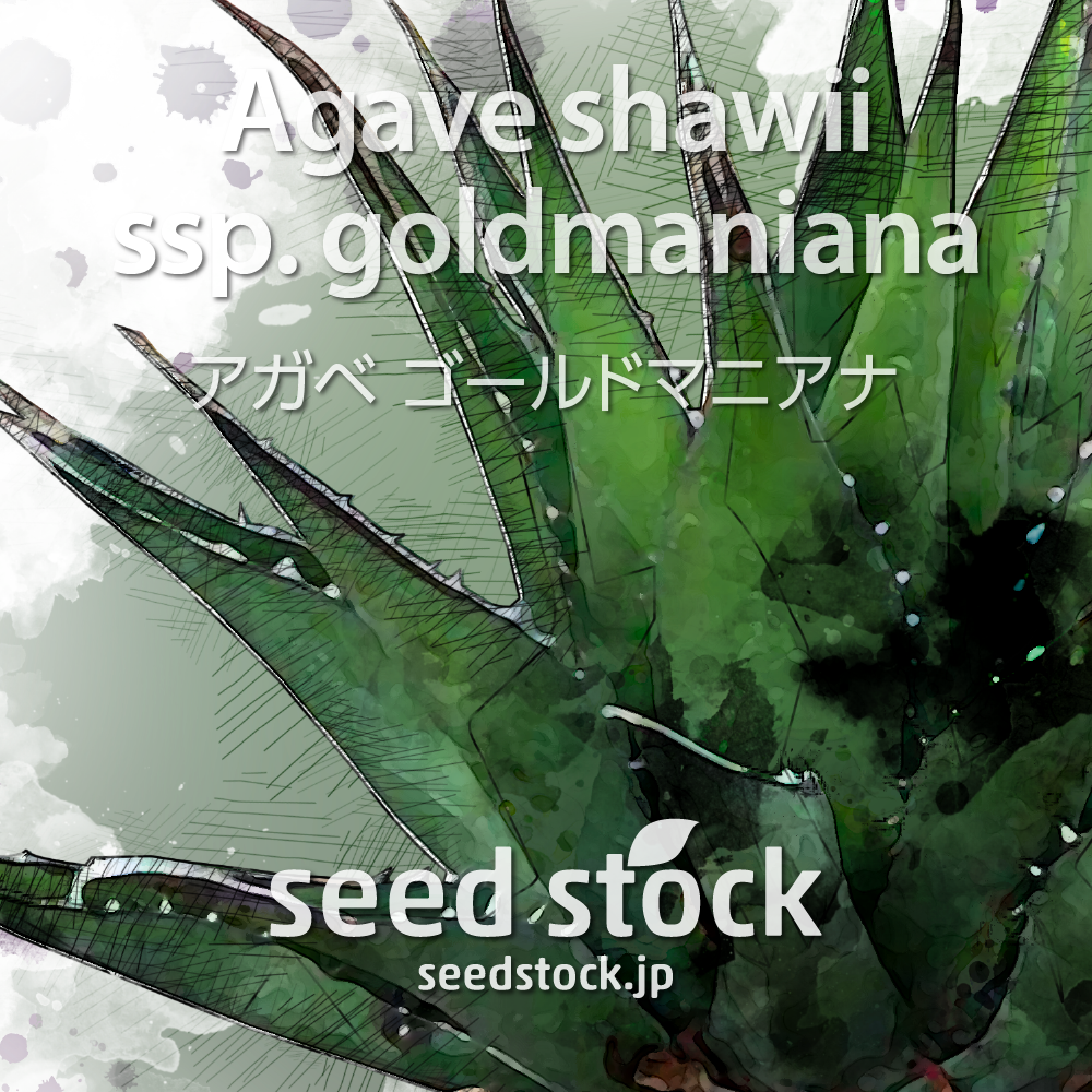 種子] アガベ ゴールドマニアナ Agave shawii ssp. goldmanianaの通販 