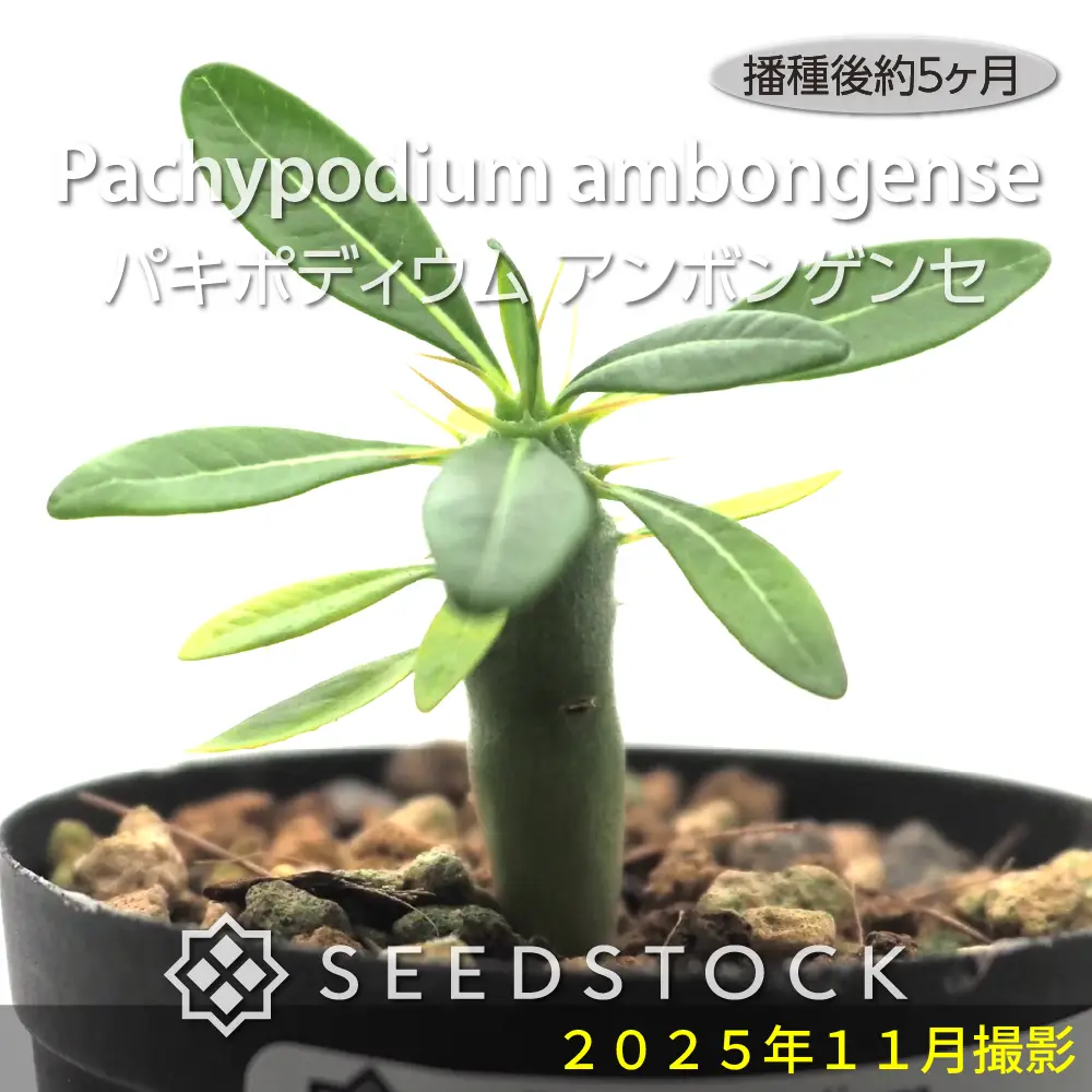 種子] パキポディウム アンボンゲンセ Pachypodium ambongense | 塊根