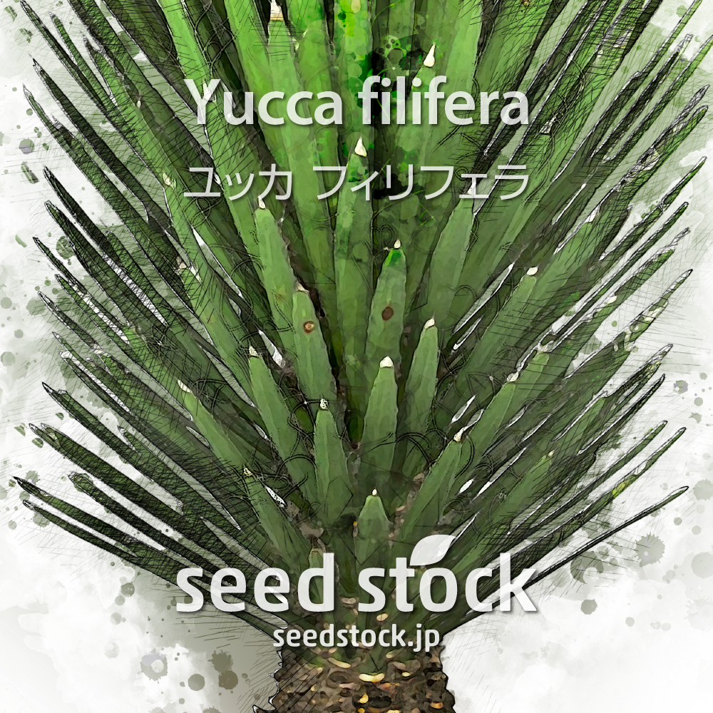 種子] ユッカ フィリフェラ Yucca filifera / seed stock