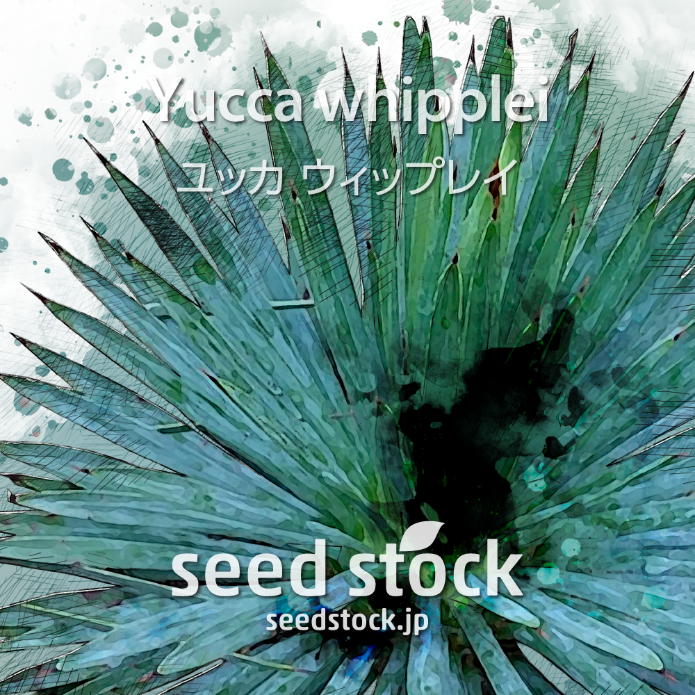 種子] ユッカ ウィップレイ Yucca whippleiの通販情報 - seed stock