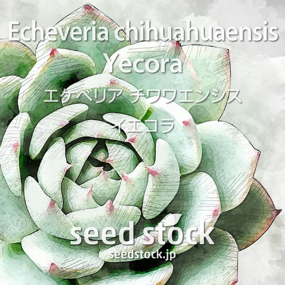 種子] エケベリア チワワエンシス イエコラ Echeveria chihuahuaensis