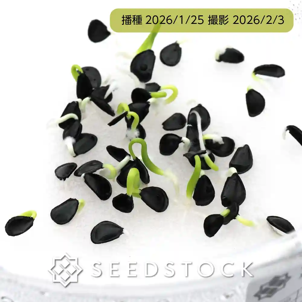 [種子] アガベ グラシリペス Agave x gracilipes