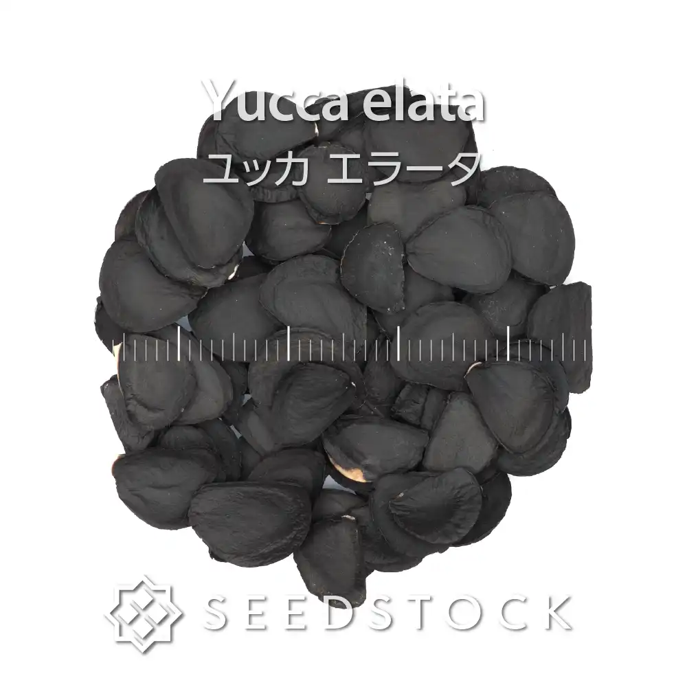 [種子] ユッカ エラータ Yucca elata｜ドライガーデン 耐寒性 実生