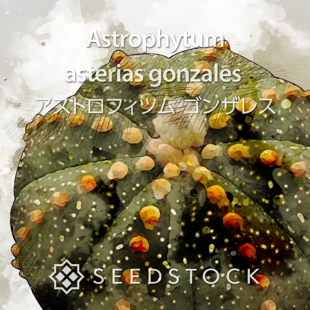 [種子] アストロフィツム ゴンザレス Astrophytum asterias gonzales