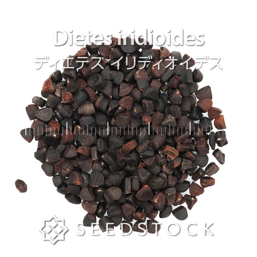 [種子] ディエテス イリディオイデス Dietes iridioides