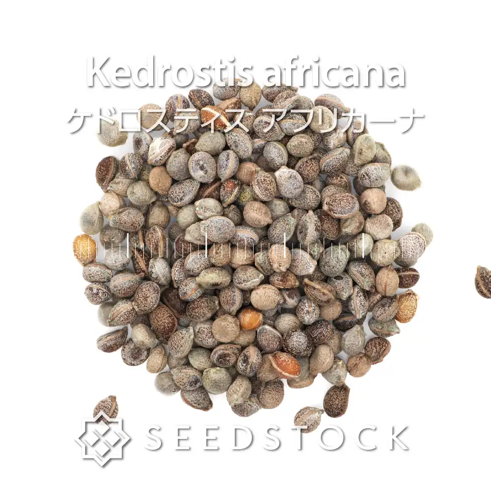 [種子] ケドロスティス アフリカーナ Kedrostis africana