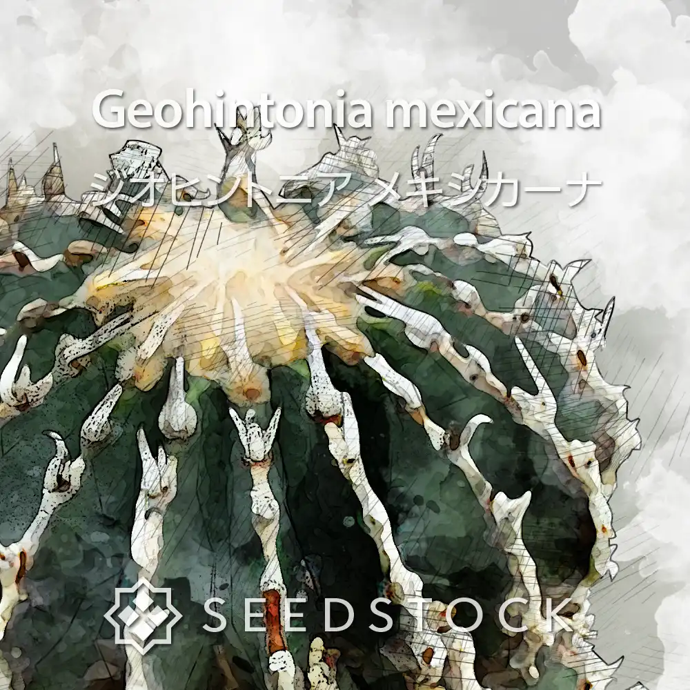 [種子] ジオヒントニア メキシカーナ Geohintonia mexicana
