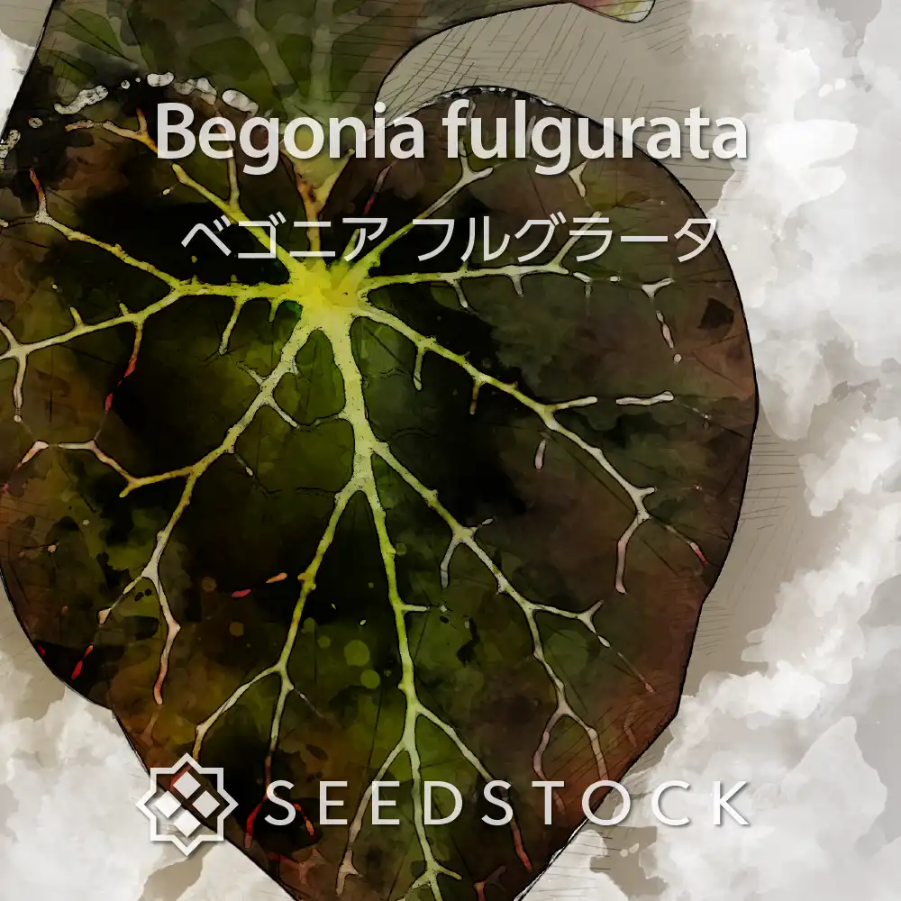 [種子] ベゴニア フルグラータ Begonia fulgurata