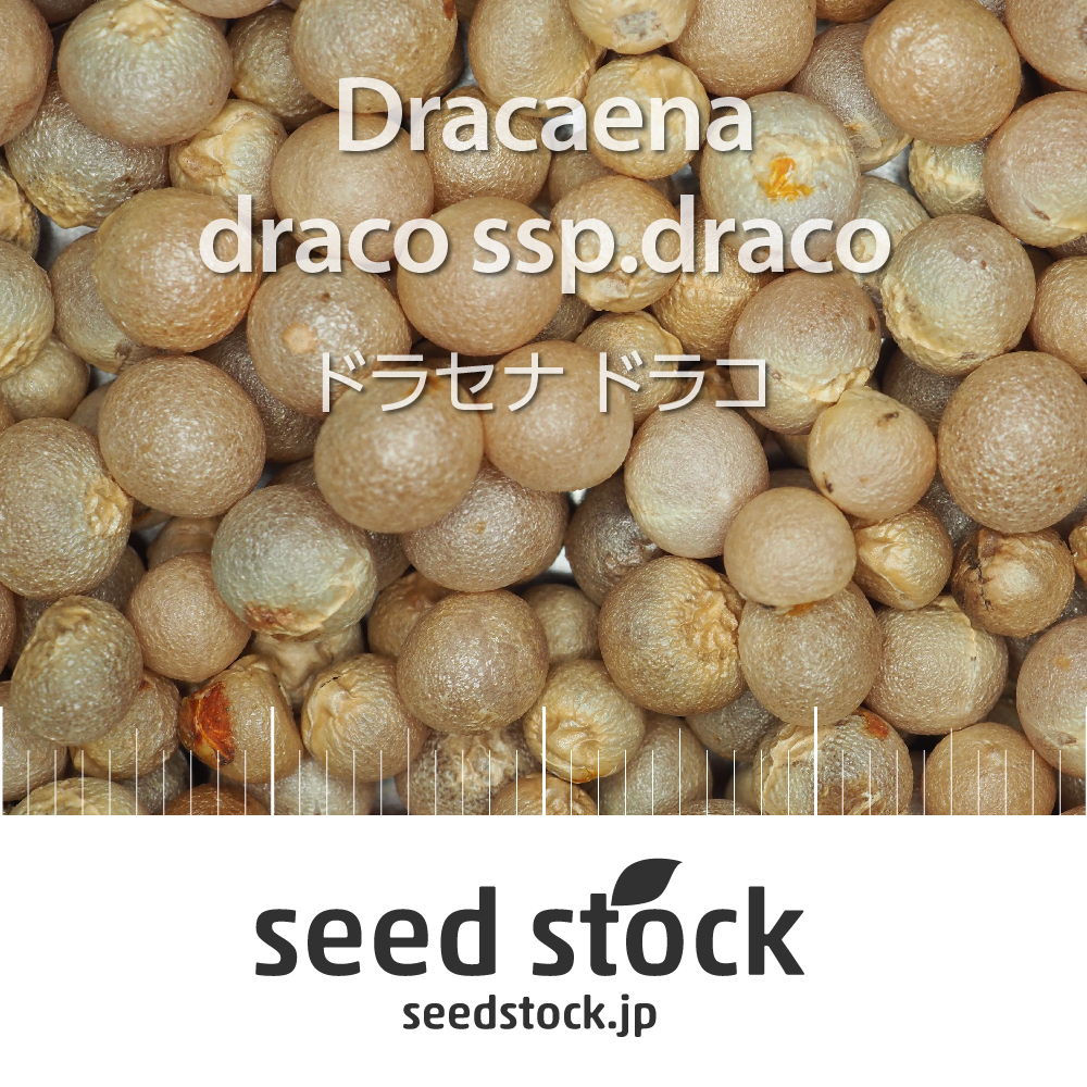 種子]ドラセナ ドラコ Dracaena draco subsp. dracoの商品情報 - SEEDSTOCK