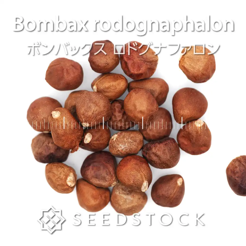 [種子] ボンバックス ロドグナファロン Bombax rodognaphalon