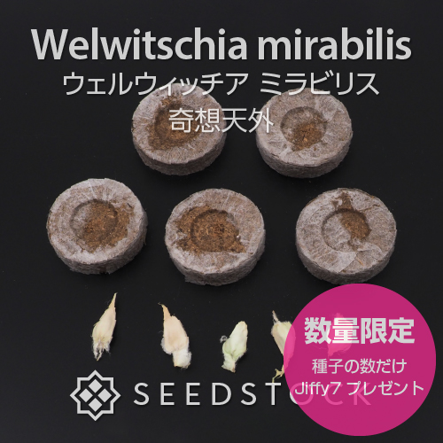 種子] ウェルウィッチア ミラビリス 奇想天外 Welwitschia