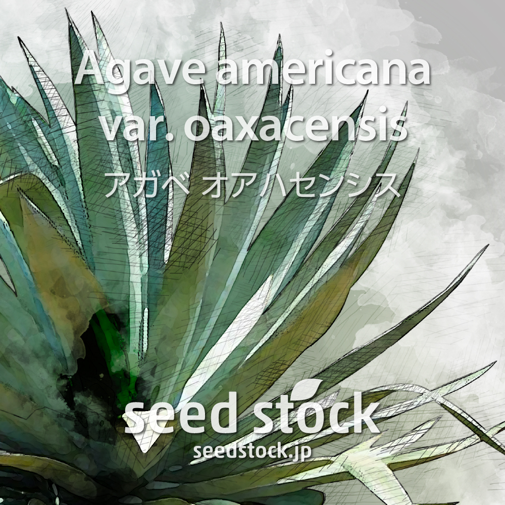 種子] アガベ オアハセンシス Agave americana var. oaxacensisの商品