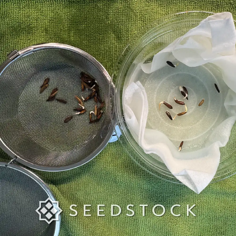 種子] パキポディウム アンボンゲンセ Pachypodium ambongense | 塊根