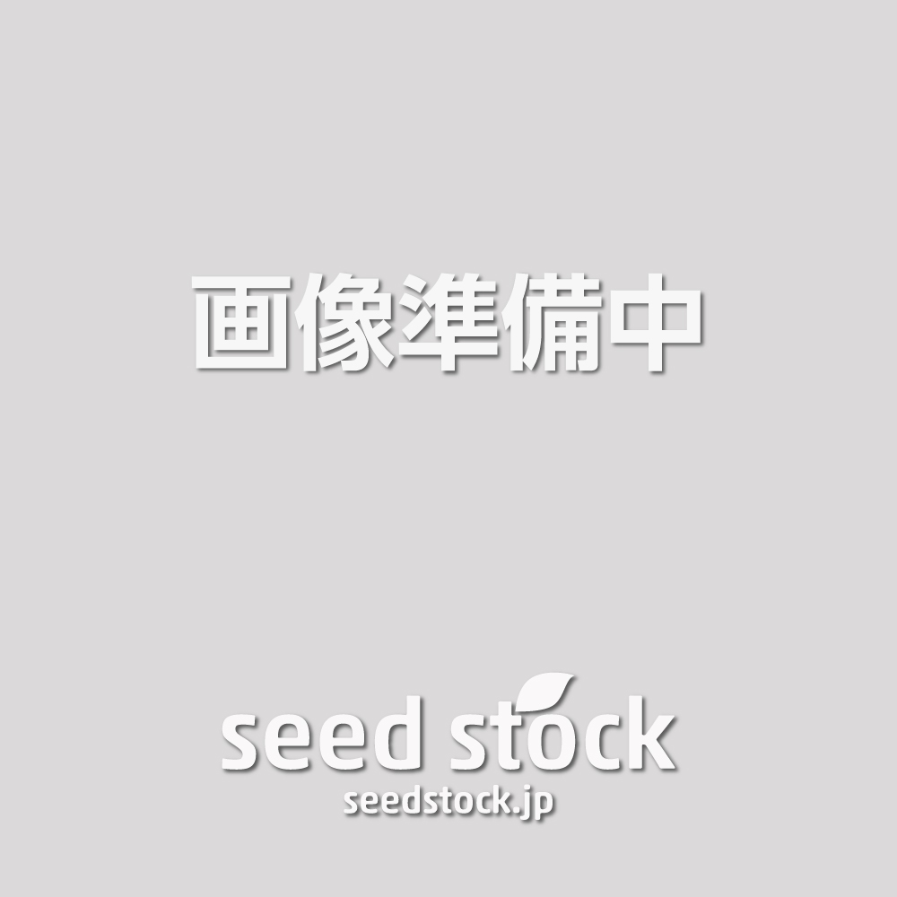 椰子・ソテツの商品一覧 - seed stock