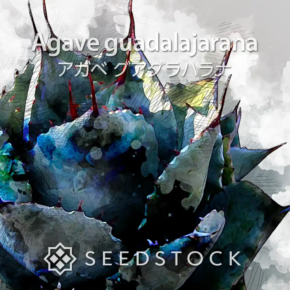 [種子] アガベ グアダラハラナ Agave guadalajarana