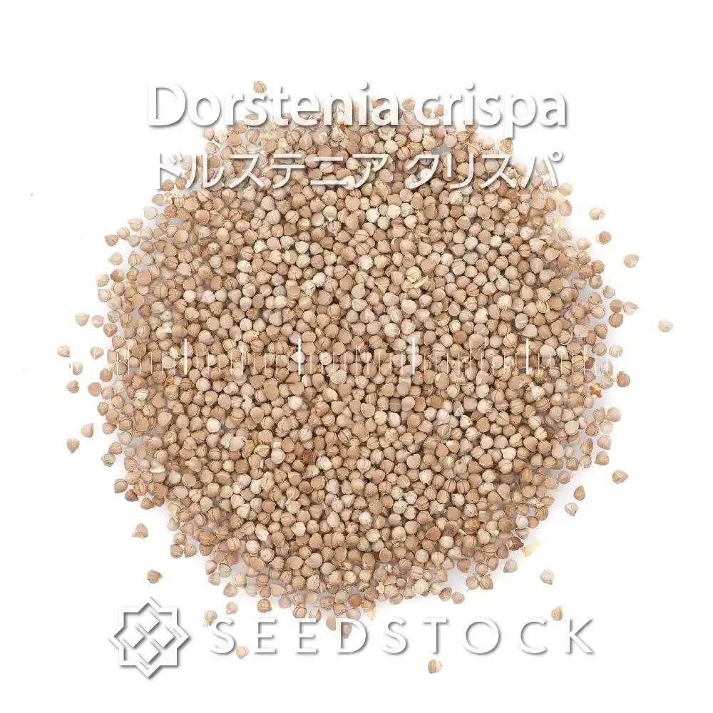 [種子] ドルステニア クリスパ Dorstenia crispa