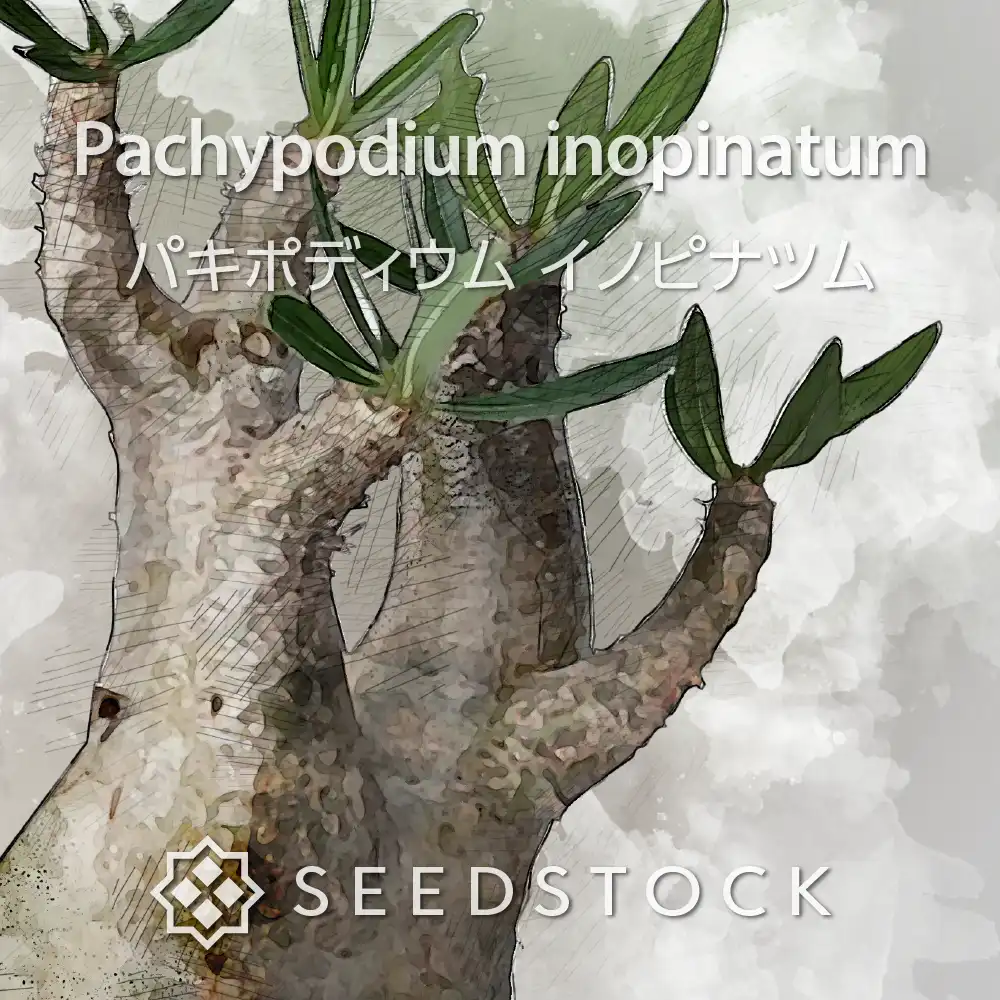 [プレゼント種子] パキポディウム イノピナツム Pachypodium rosulatum var. inopinatum