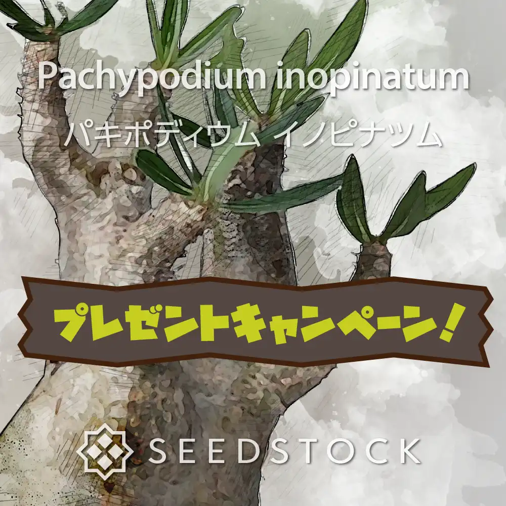 [プレゼント種子] パキポディウム イノピナツム Pachypodium rosulatum var. inopinatum