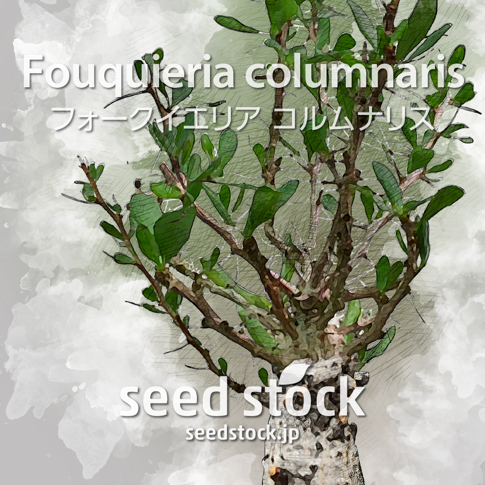 種子] フォークイエリア コルムナリス 観峰玉 Fouquieria columnarisの