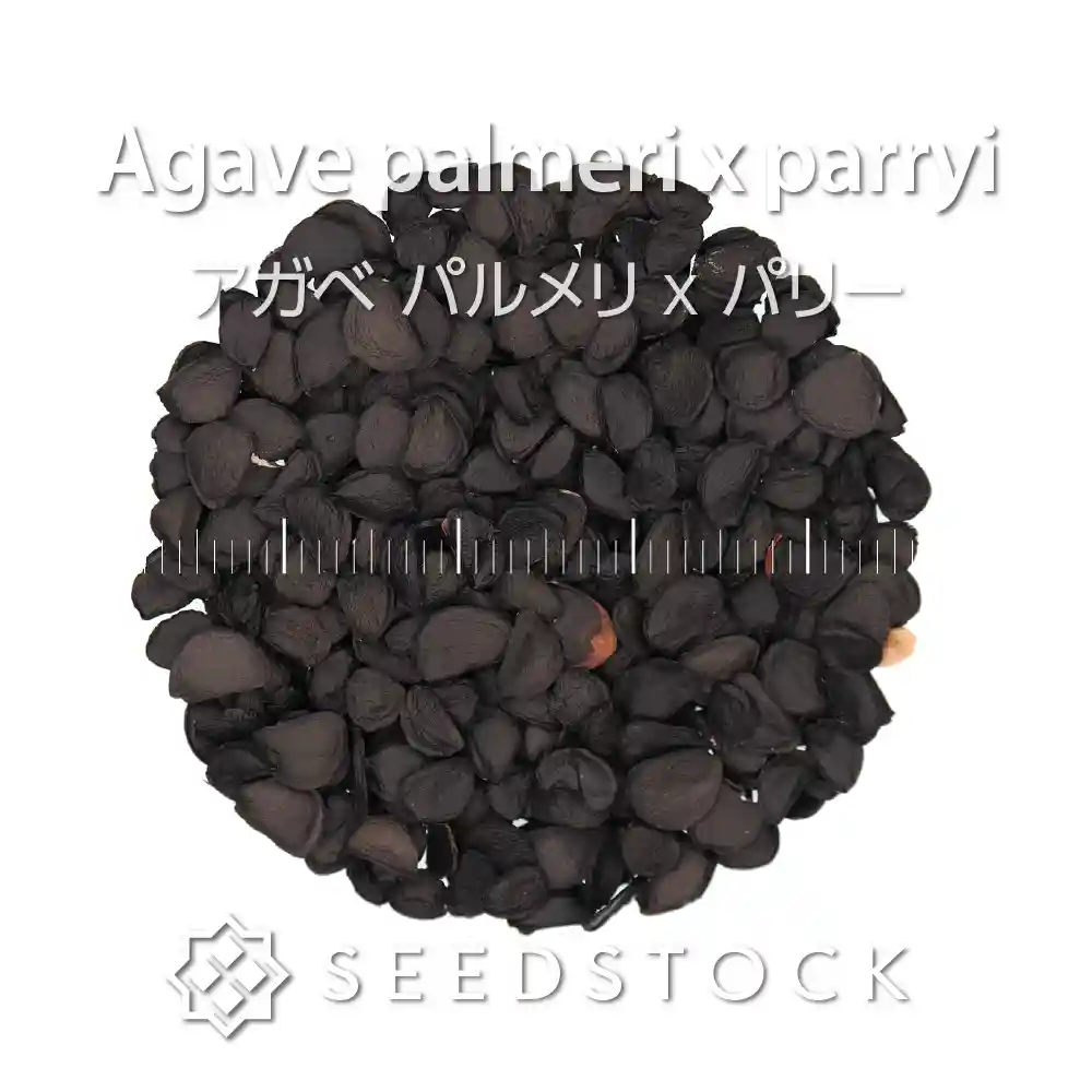 [種子] アガベ パルメリ x パリー Agave palmeri x parryi