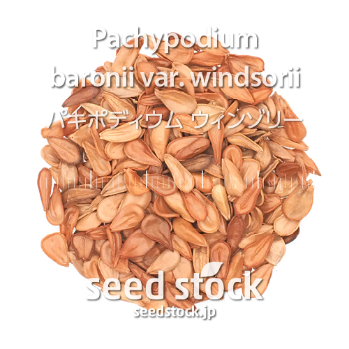 種子] パキポディウム ウィンゾリー Pachypodium windsoriiの商品情報 