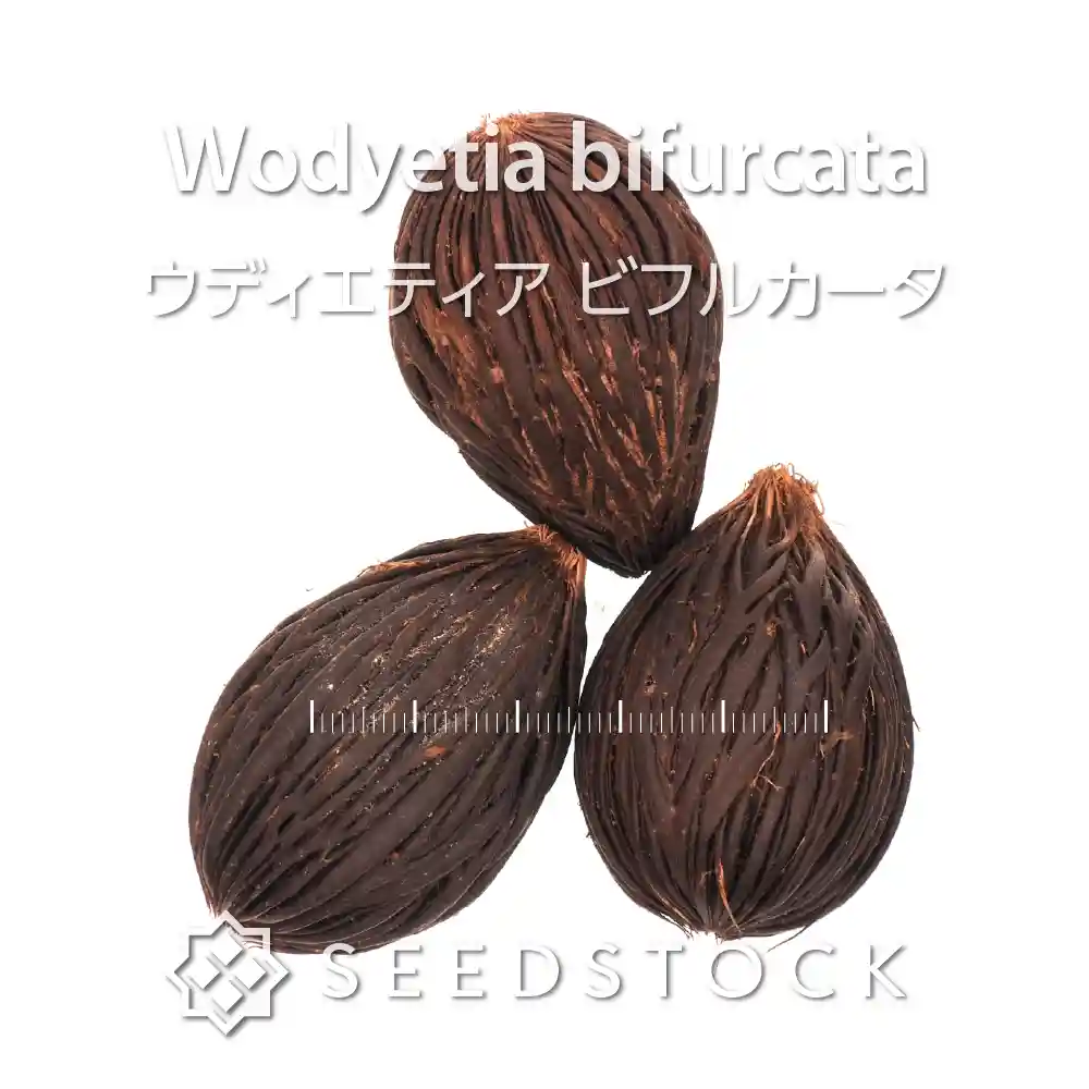 [種子]ウディエティア ビフルカータ Wodyetia bifurcata
