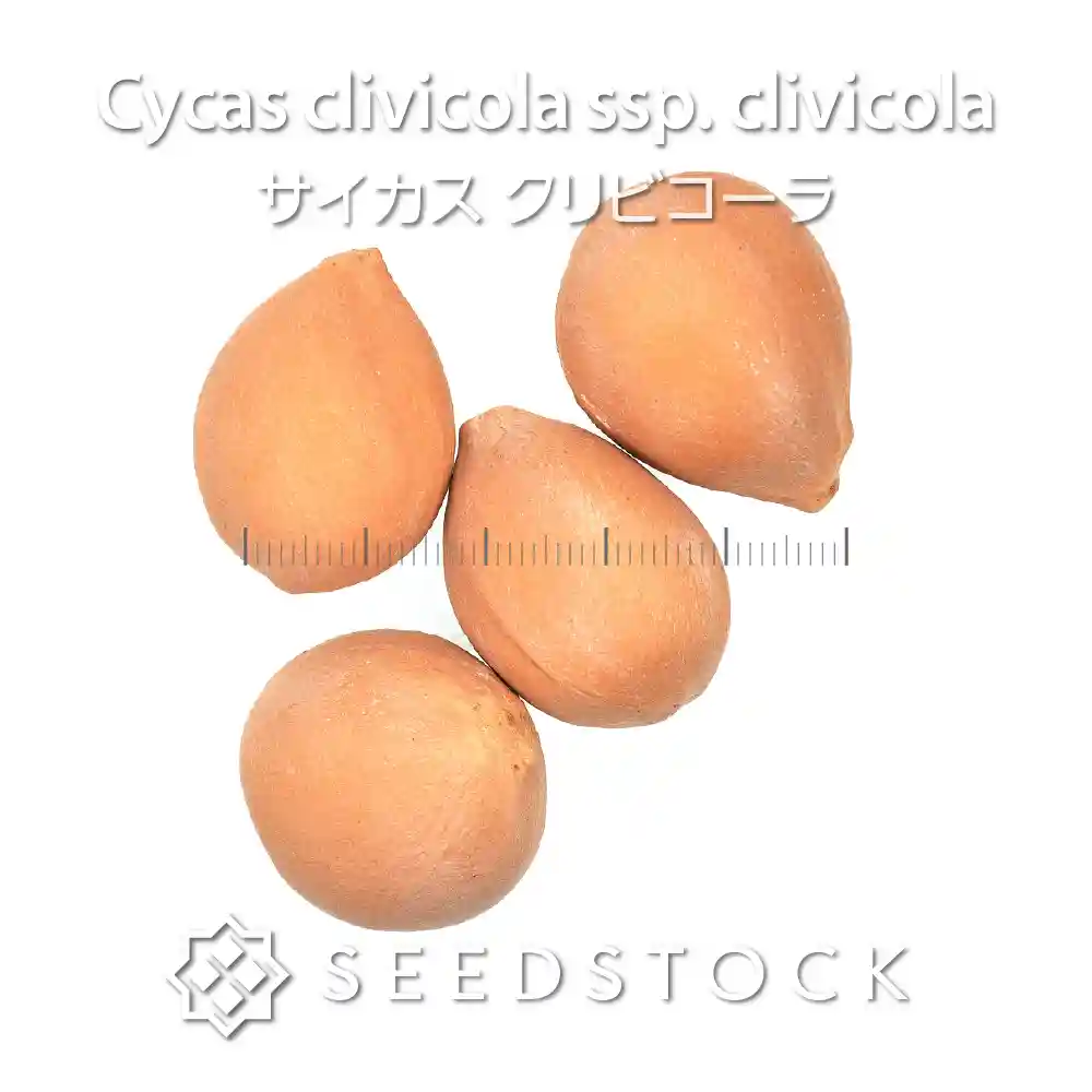 [種子] サイカス クリビコーラ Cycas clivicola ssp. clivicola