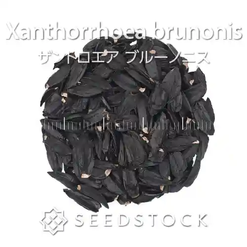 [種子] ザントロエア ブルーノニス Xanthorrhoea brunonis