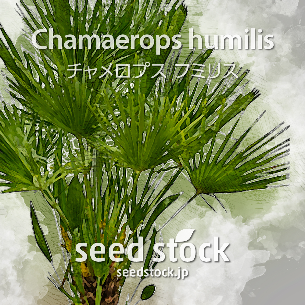 種子]Chamaerops humilis チャメロプス フミリスの商品情報 - SEEDSTOCK