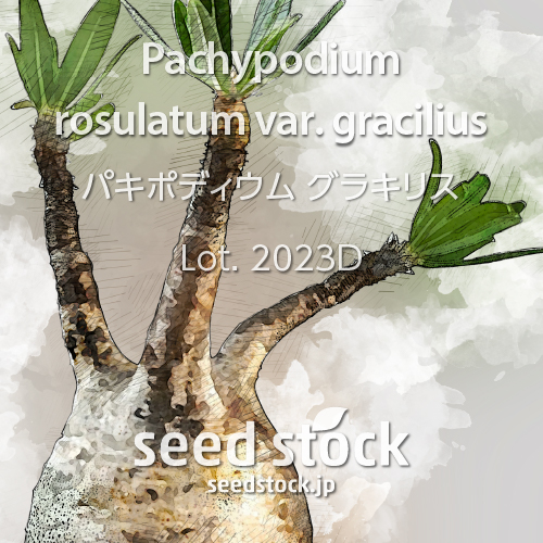 パキポディウムの種 グラキリス Lot.2023J 100粒