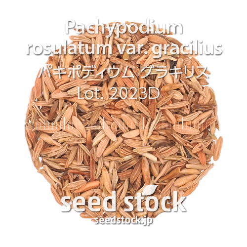 種子] パキポディウム グラキリス Lot.2023Dの商品情報 - SEEDSTOCK