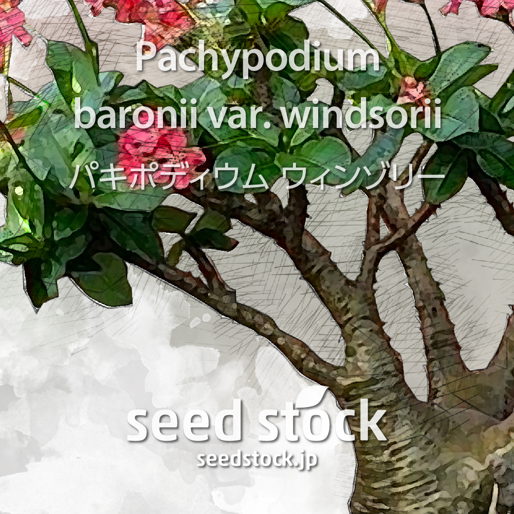 種子] パキポディウム ウィンゾリー Pachypodium windsoriiの商品情報 ...