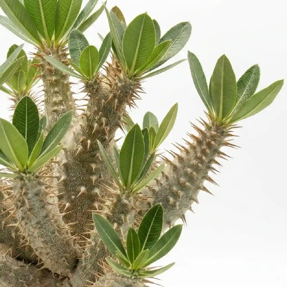 [種子] パキポディウム デンシフローラム Pachypodium densiflorum var. densiflorum