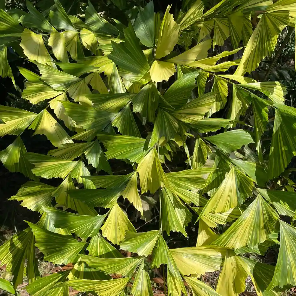 [種子]カリオタ ミティス 斑入り Caryota mitis  variegated