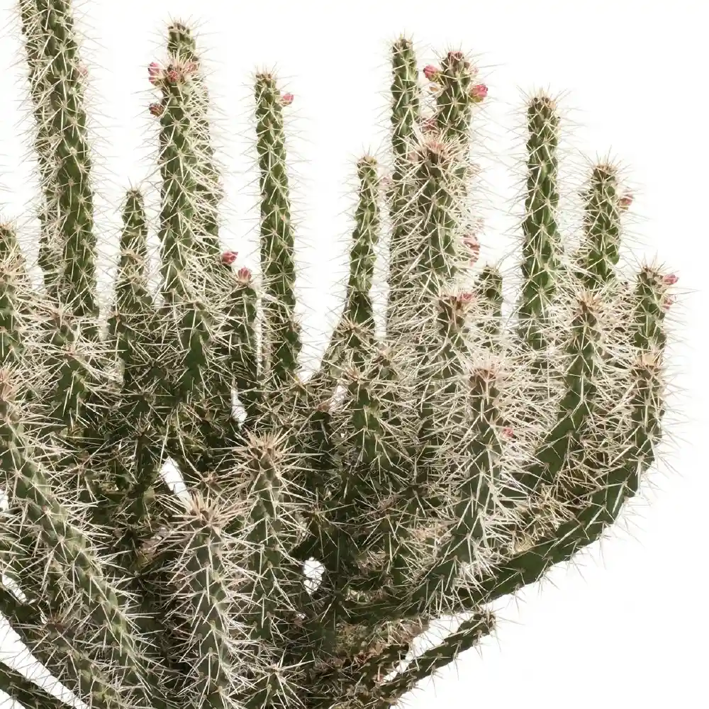 [種子] キリンドロプンティア ウィップレイ Cylindropuntia whipplei