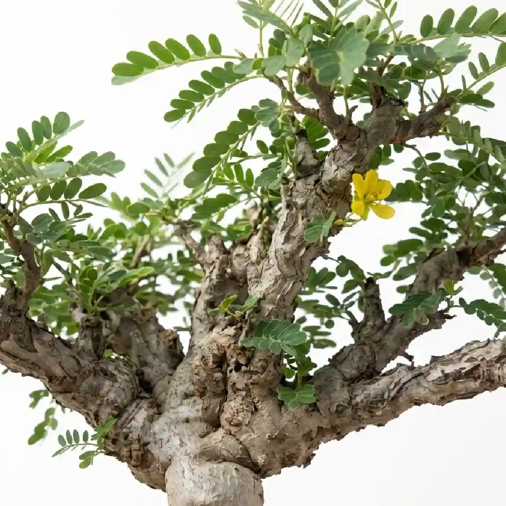 [種子] センナ メリディオナリス Senna meridionalis