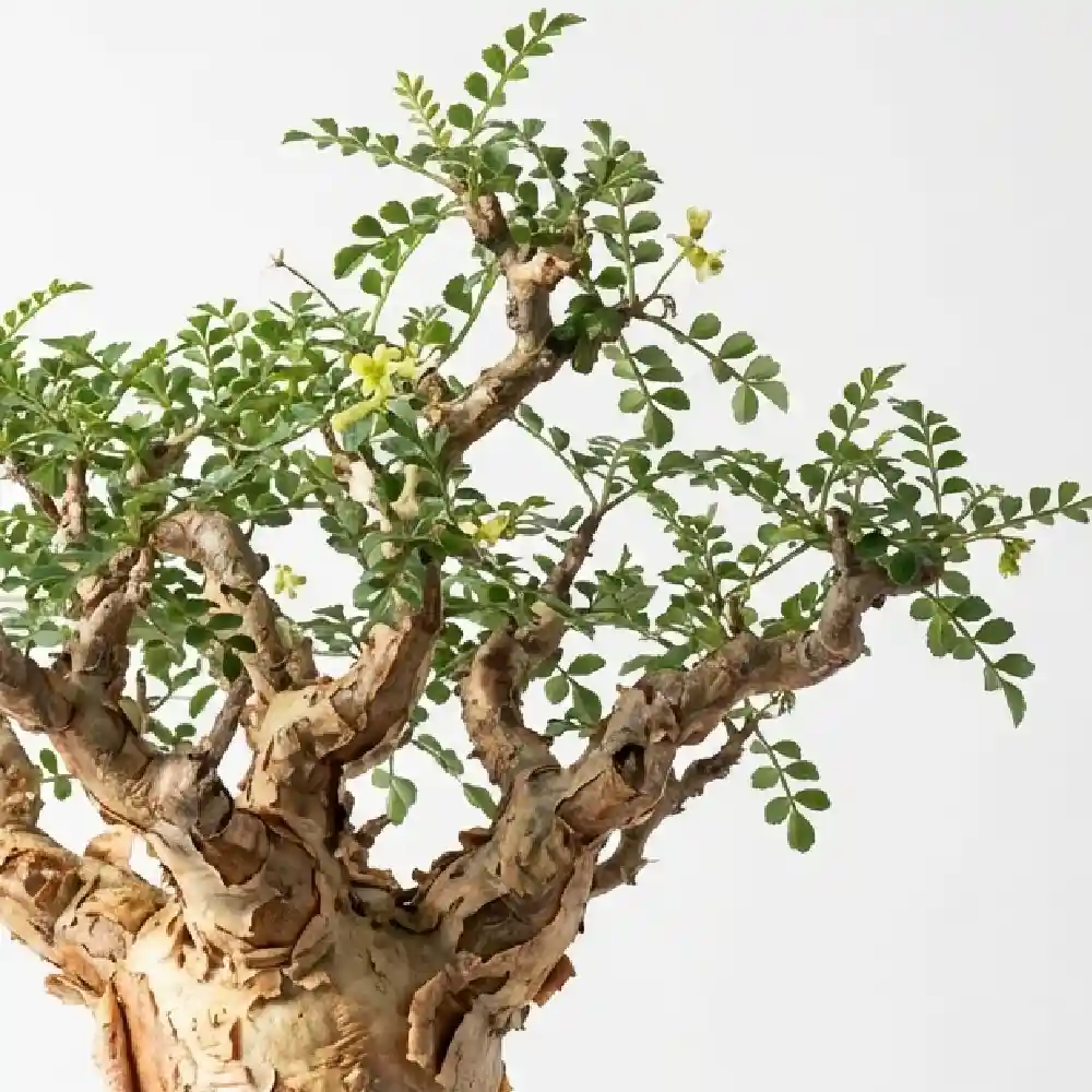 [種子] ブルセラ ファガロイデス Bursera fagaroides