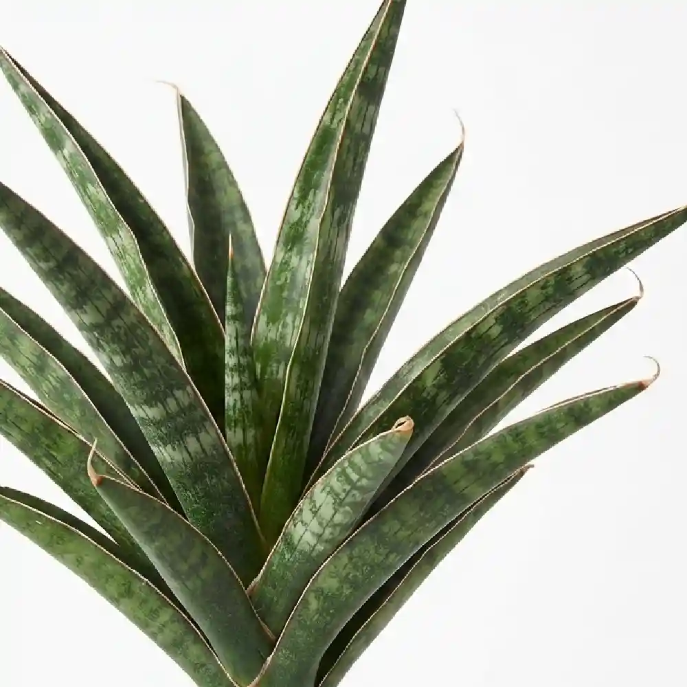 [種子]サンセベリア エチオピカ Sansevieria aethiopica