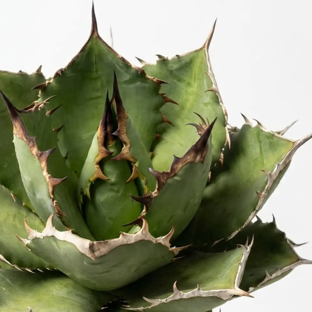 [種子] アガベ オテロイ Agave oteroi Lot.2026APR