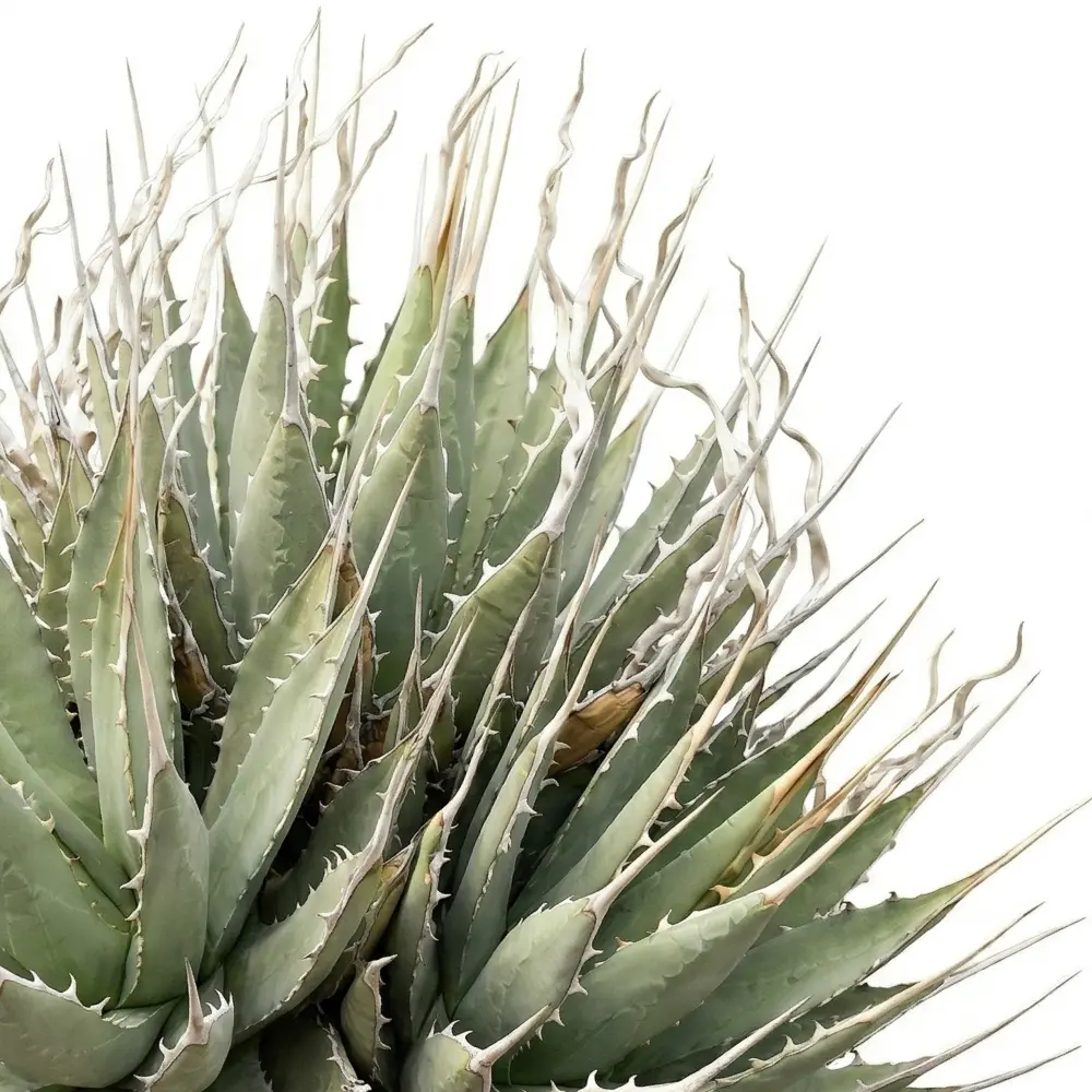 [種子] アガベ エボリスピナ Agave utahensis var. eborispina