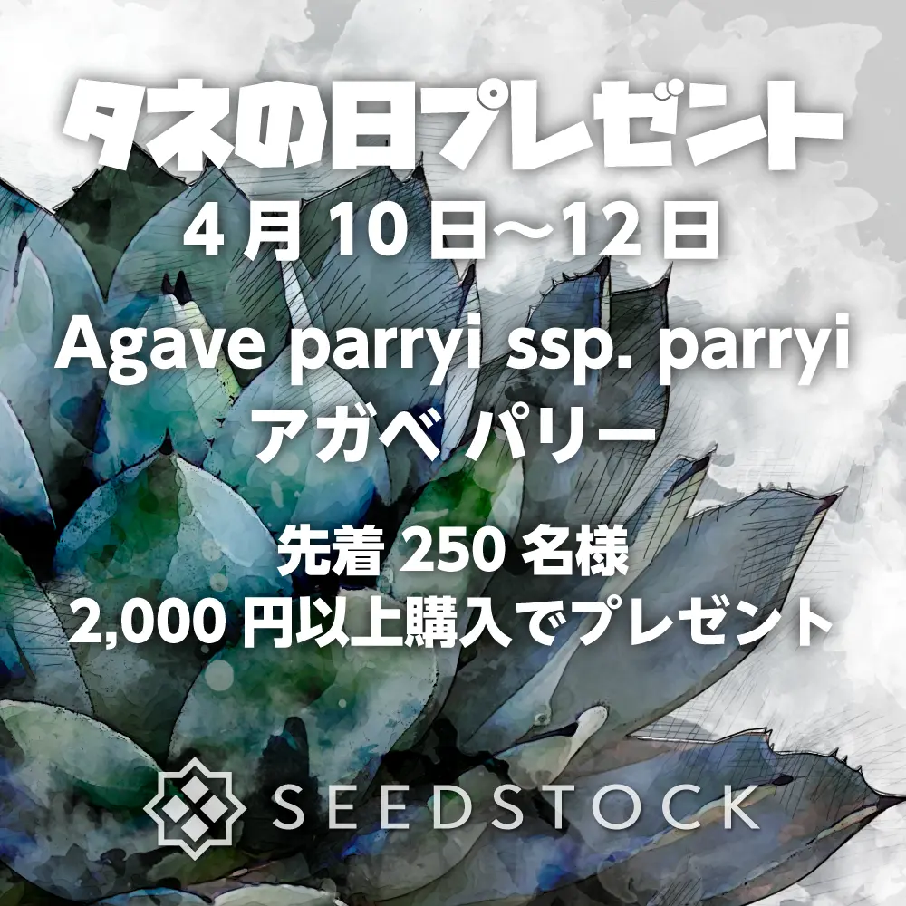 [タネの日プレゼント] アガベ パリー Agave parryi ssp. parryi