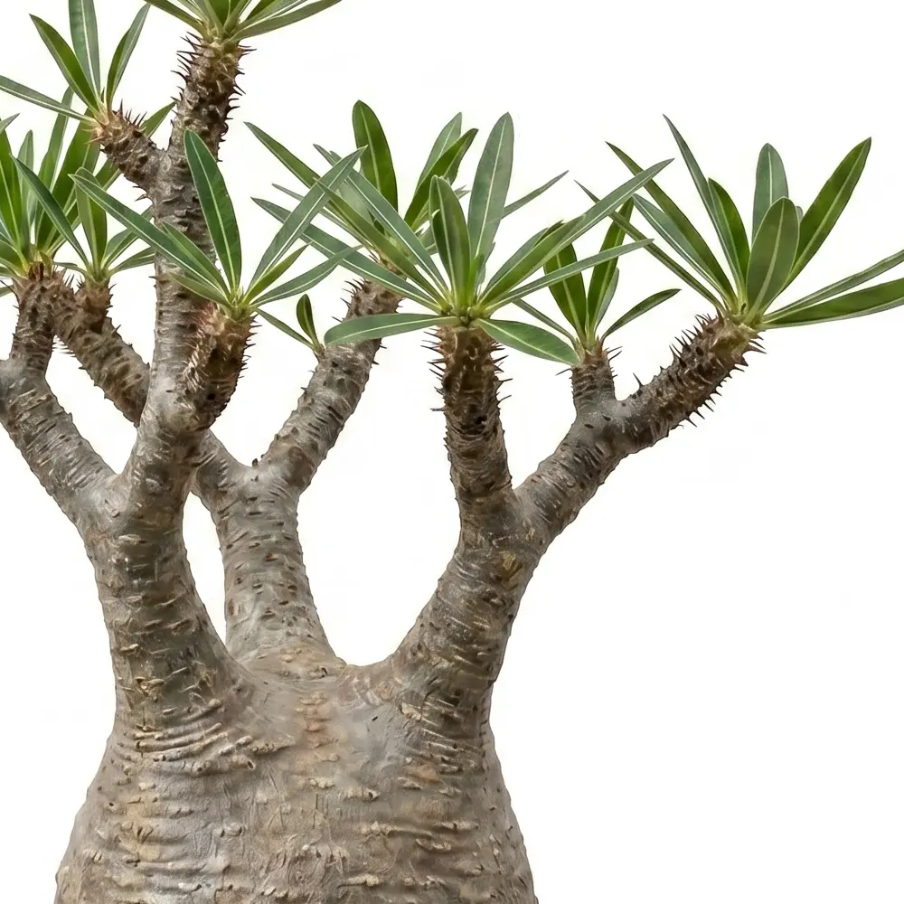 [種子] パキポディウム グラキリス Pachypodium rosulatum var. gracilius Lot.2026APR| 塊根植物 王様 マダガスカル 希少種 人気品種