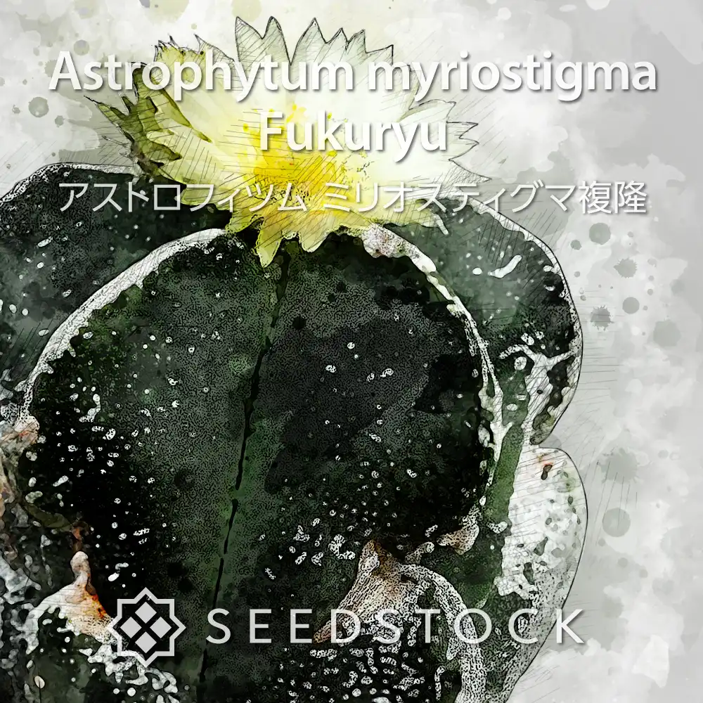 [種子] アストロフィツム ミリオスティグマ複隆 Astrophytum myriostigma  Fukuryu