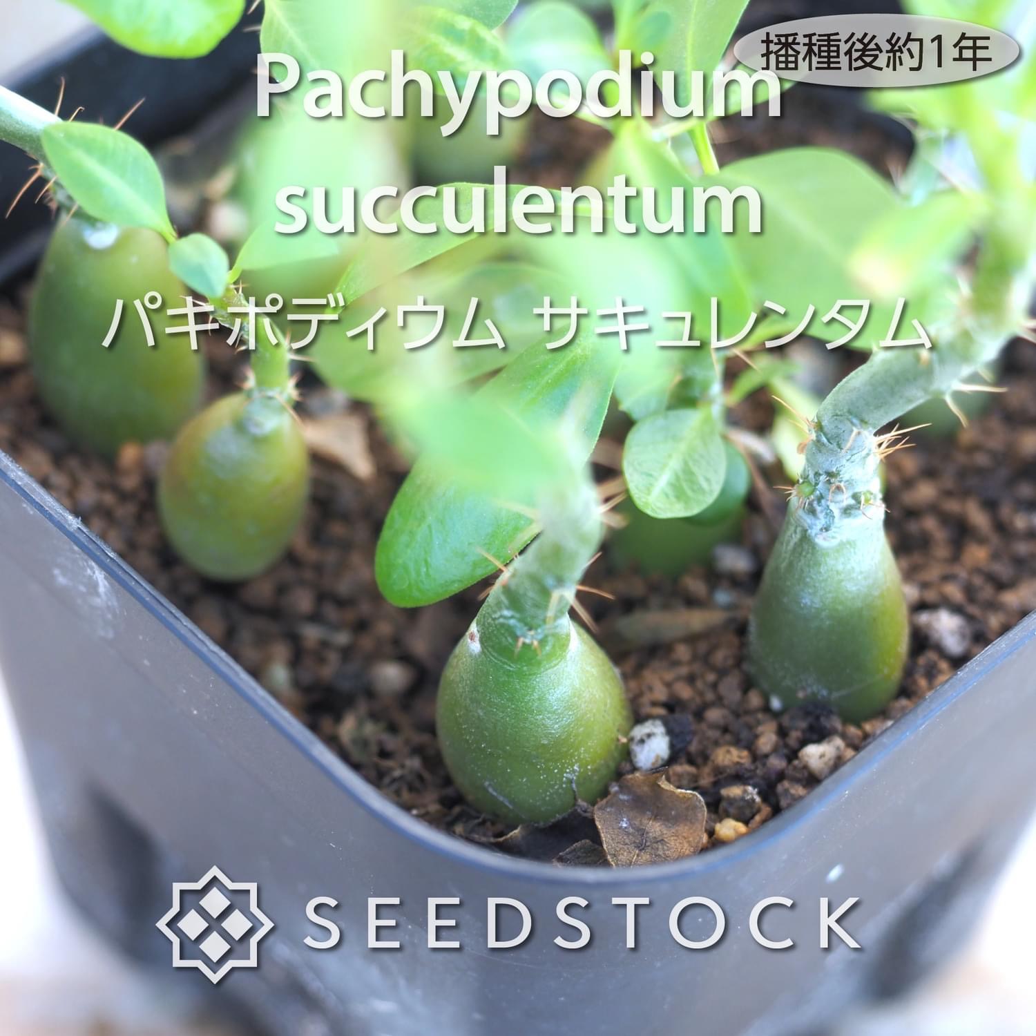 【種子】パキポディウム・サキュレンタム　Pachypodium succulentum種子50粒【送料無料】