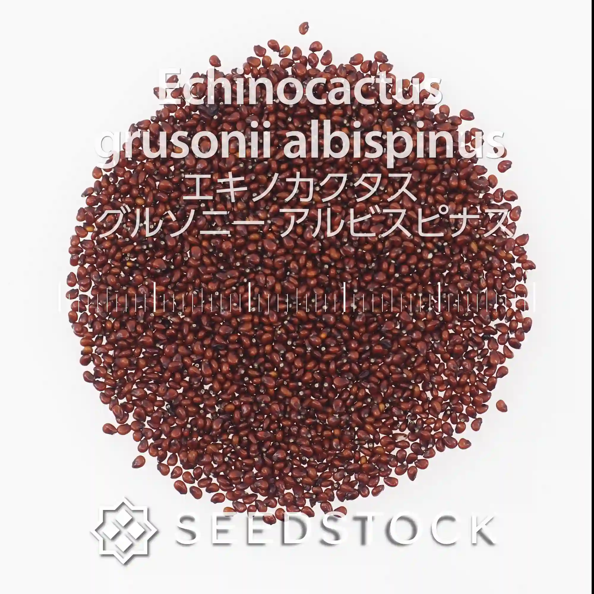 種子] エキノカクタス グルソニー アルビスピナス Echinocactus