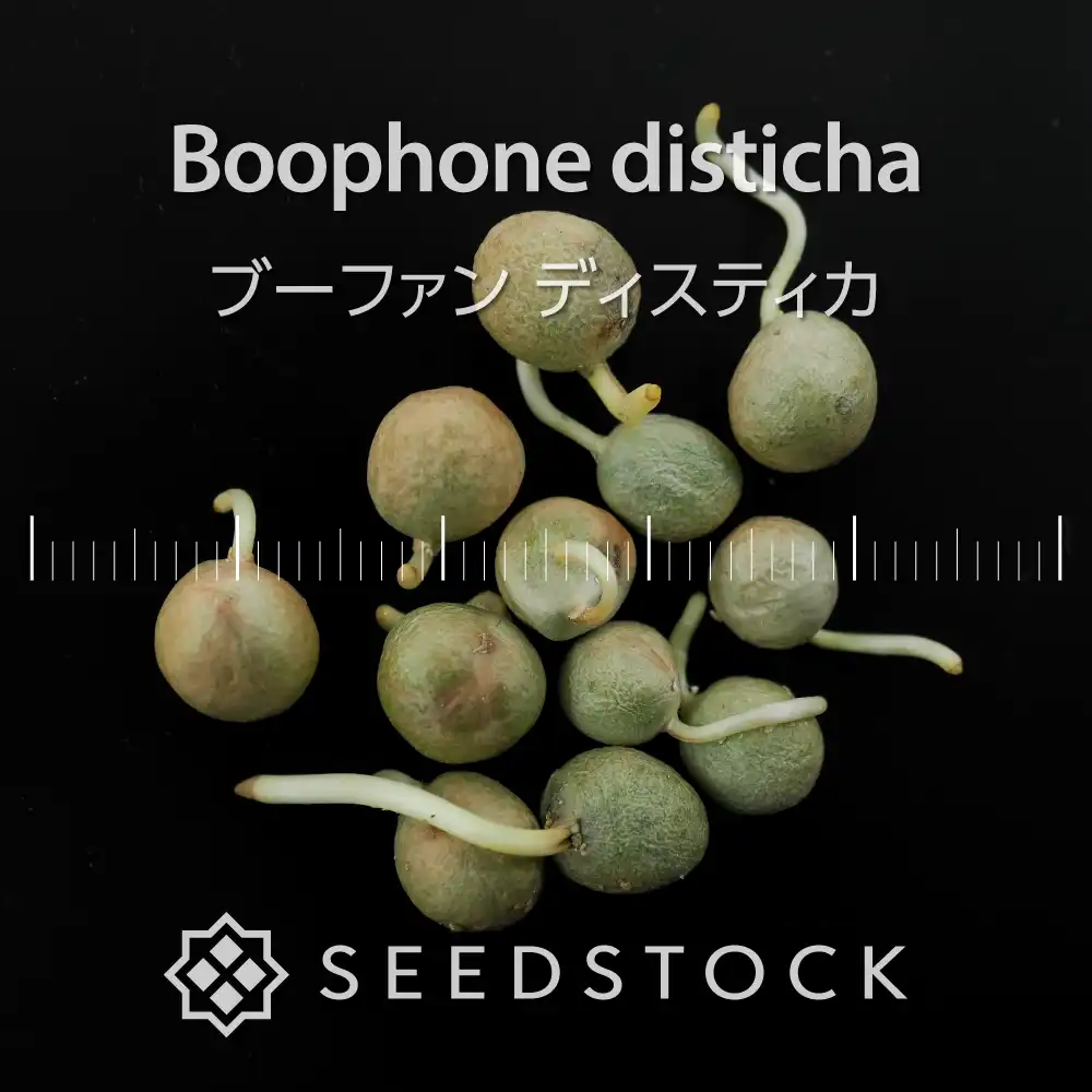 ブーファンディスティカイースタンケープ isla del pescado - Boophane disticha f. 'east cape form