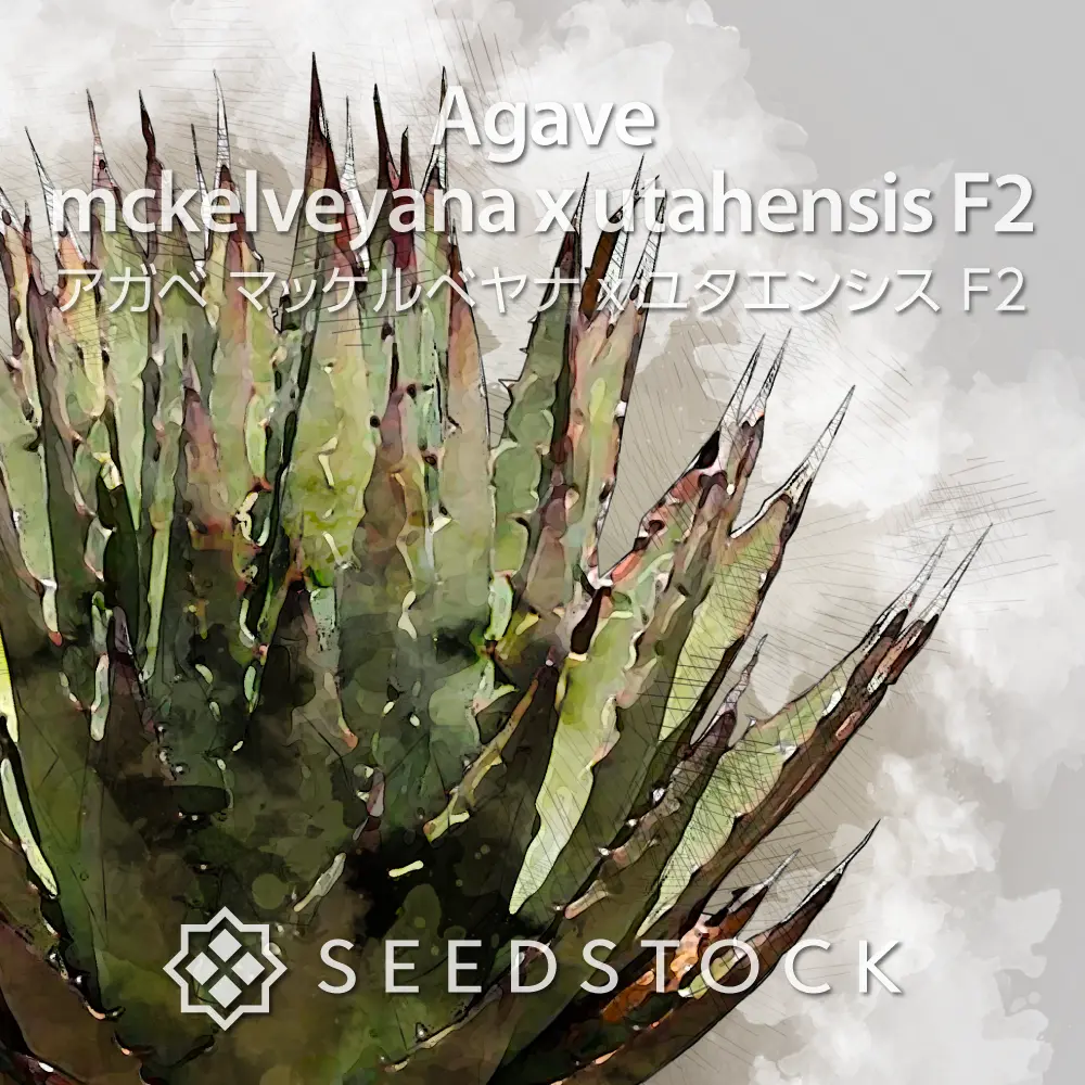 [種子] アガベ マッケルベヤナxユタエンシス F2 Agave mckelveyana x utahensis F2