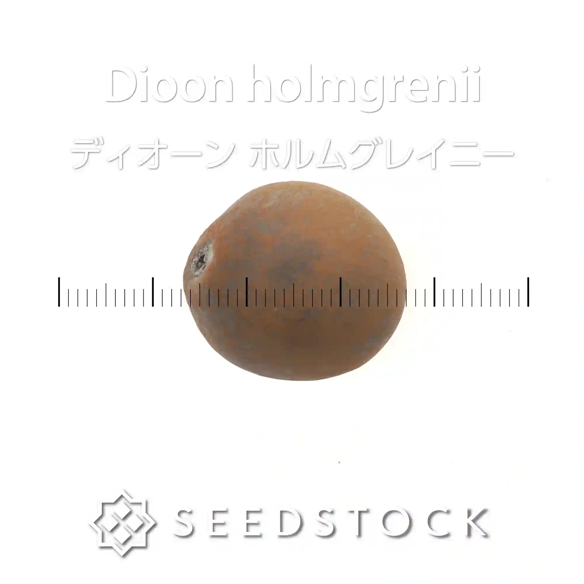 [種子] ディオーン ホルムグレイニー Dioon holmgrenii