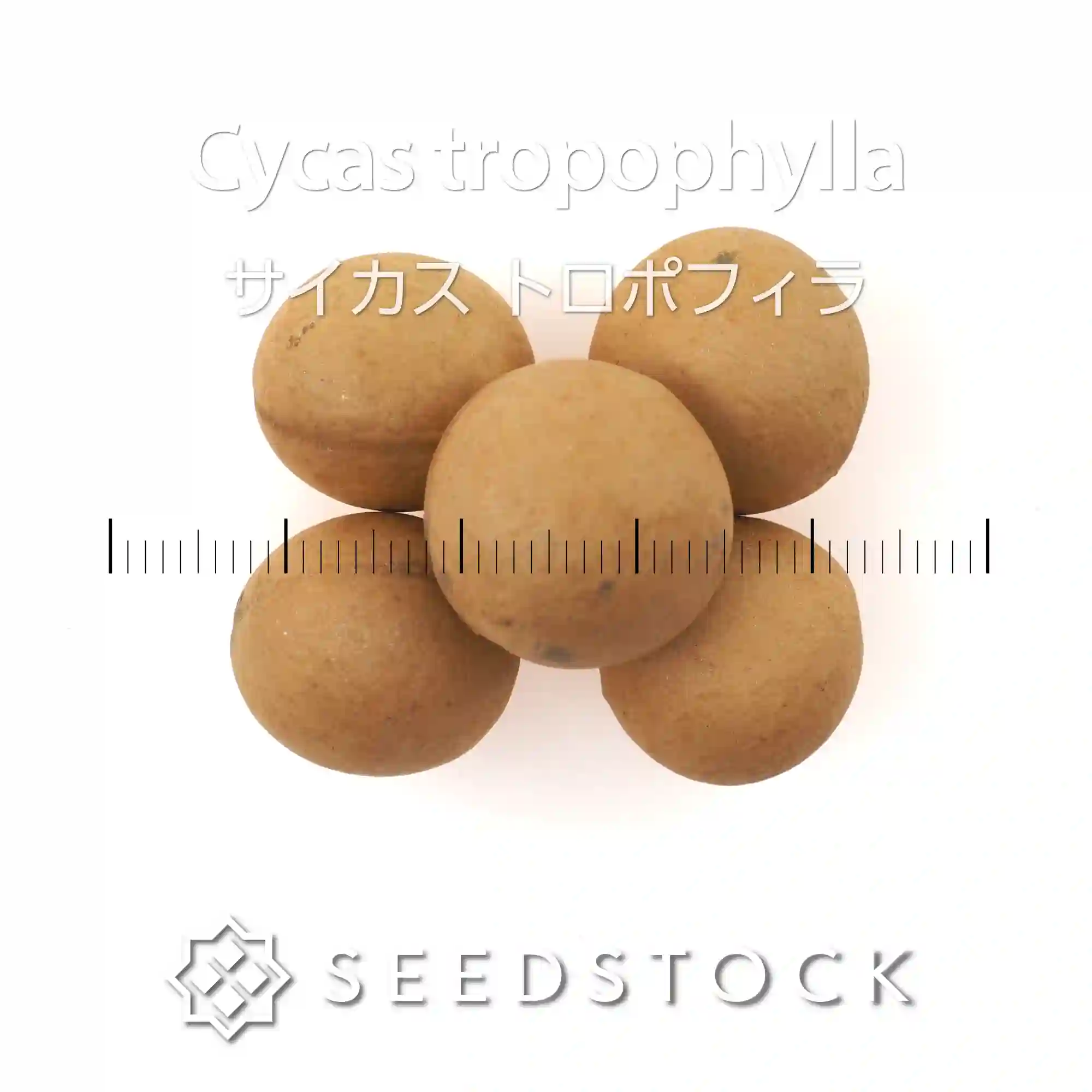 [種子] サイカス トロポフィラ Cycas tropophylla